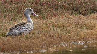 Cape Teal