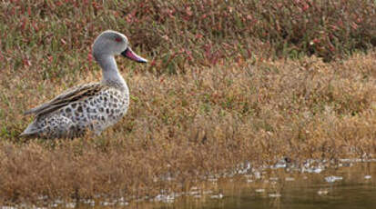 Canard du Cap