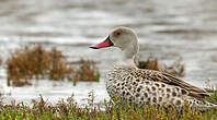 Canard du Cap