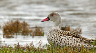 Cape Teal