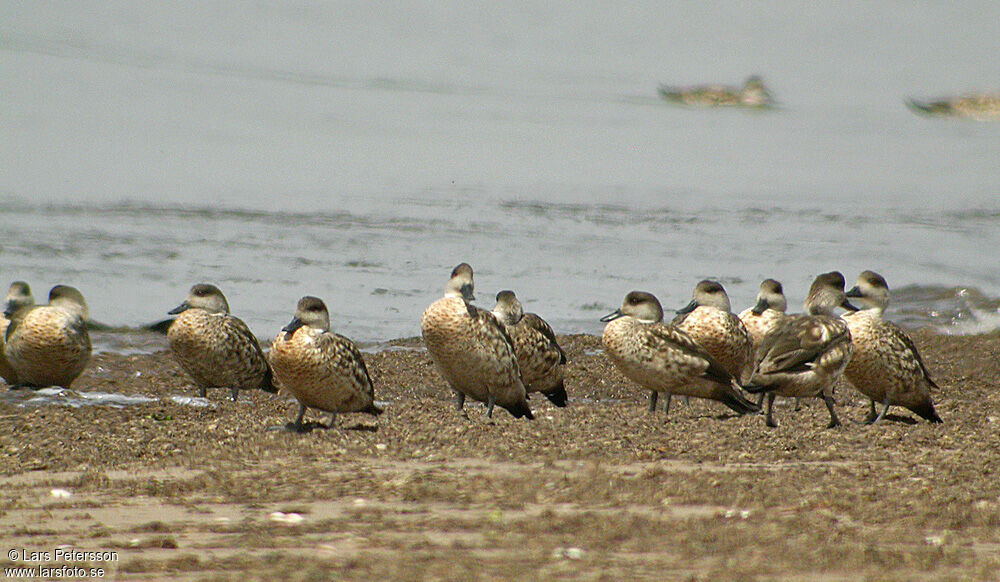 Canard huppé