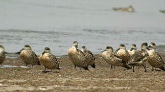 Crested Duck