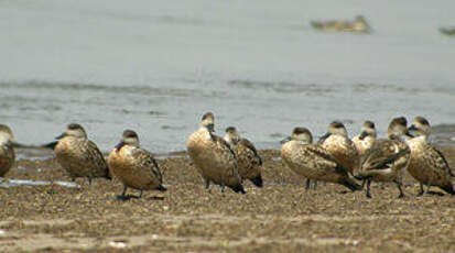 Canard huppé