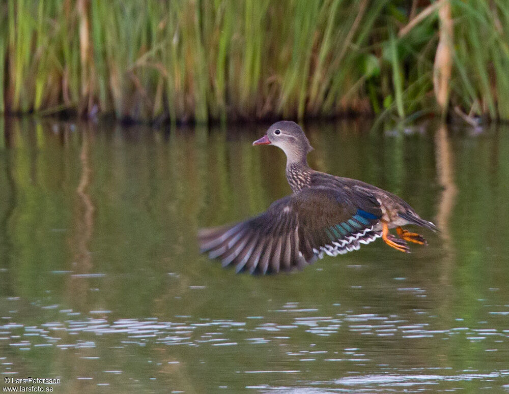 Canard mandarin