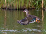 Canard mandarin