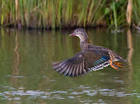 Canard mandarin