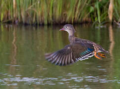 Mandarin Duck