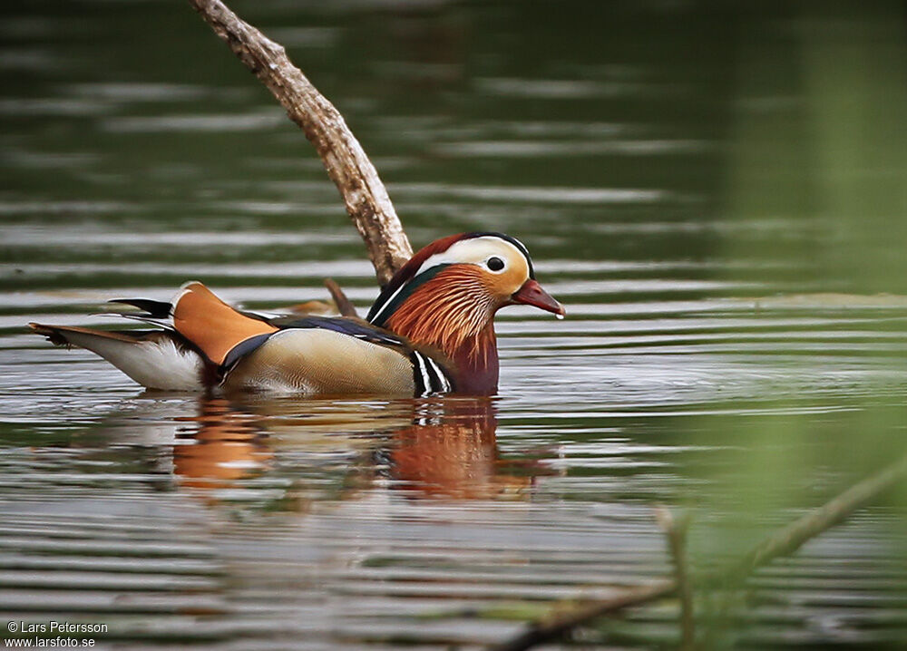 Mandarin Duck