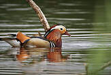 Canard mandarin