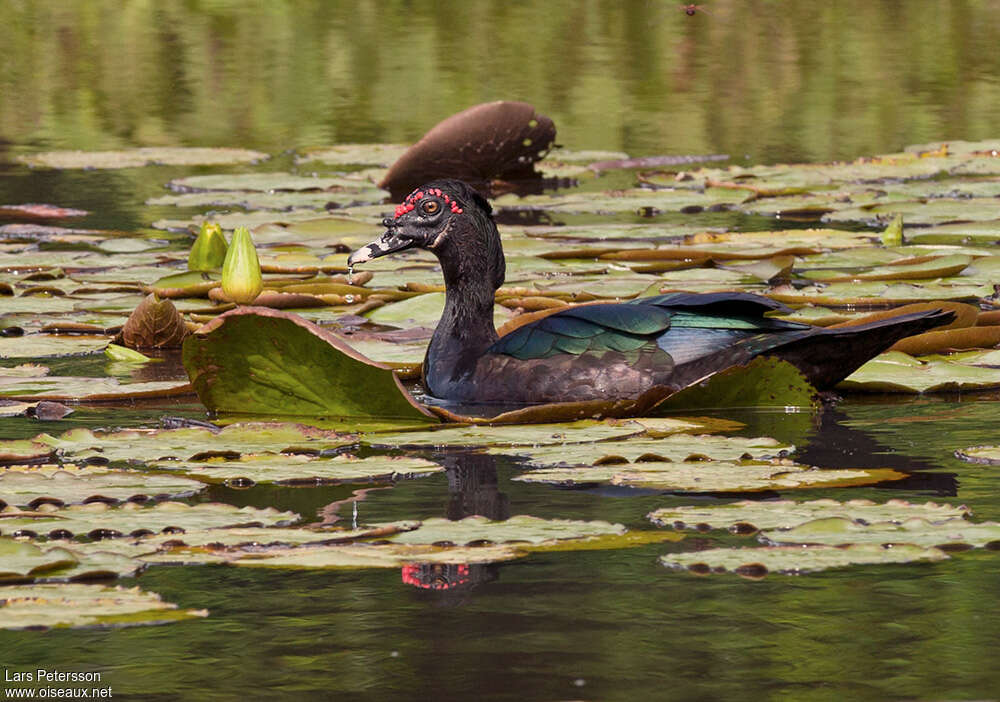 Canard musqué mâle adulte, habitat, pigmentation