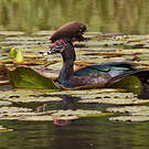 Canard musqué