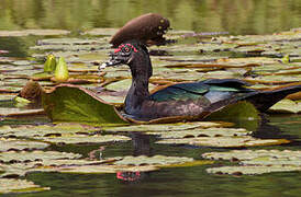 Muscovy Duck