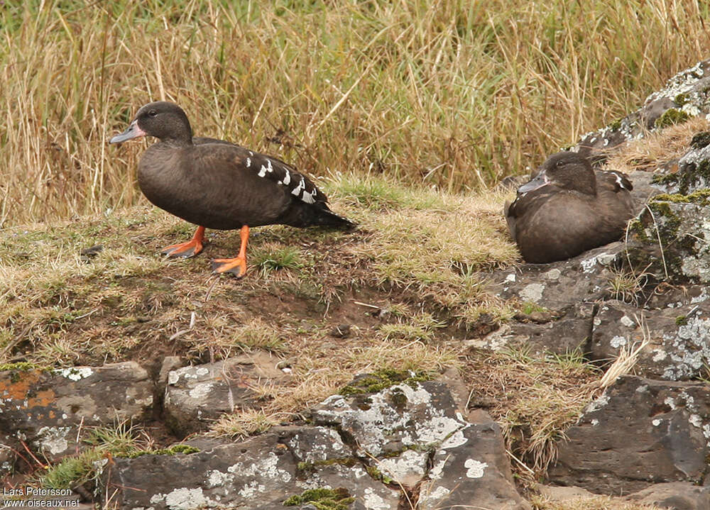 Canard noirâtreadulte, identification