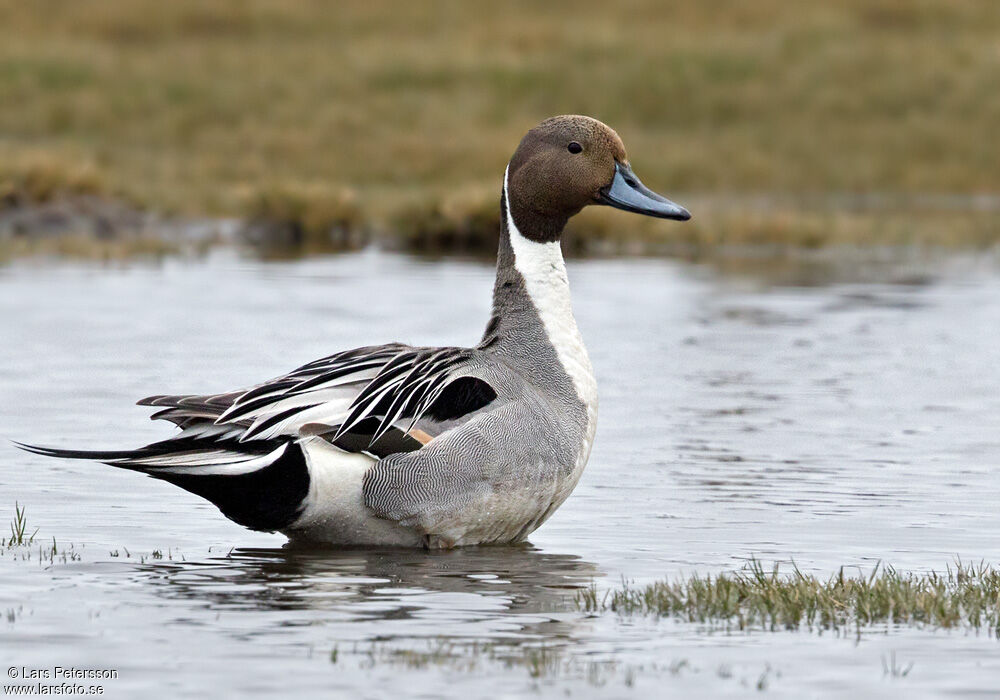 Canard pilet