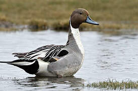 Northern Pintail