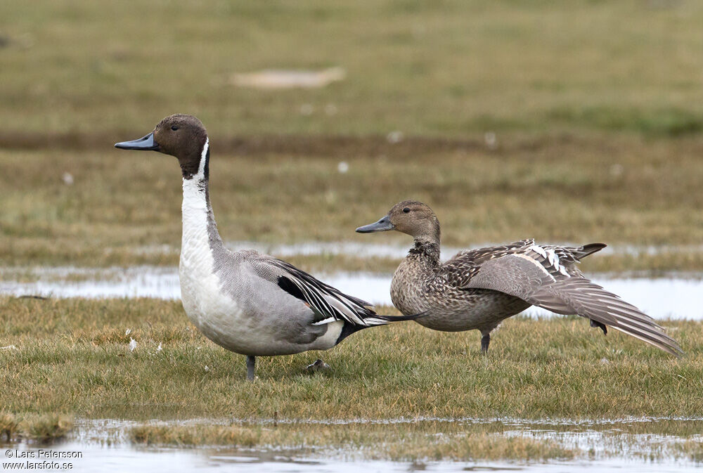 Northern Pintail