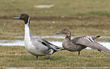 Canard pilet