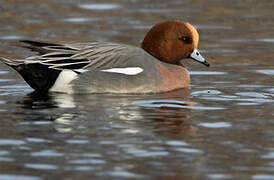 Eurasian Wigeon