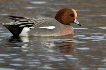 Canard siffleur