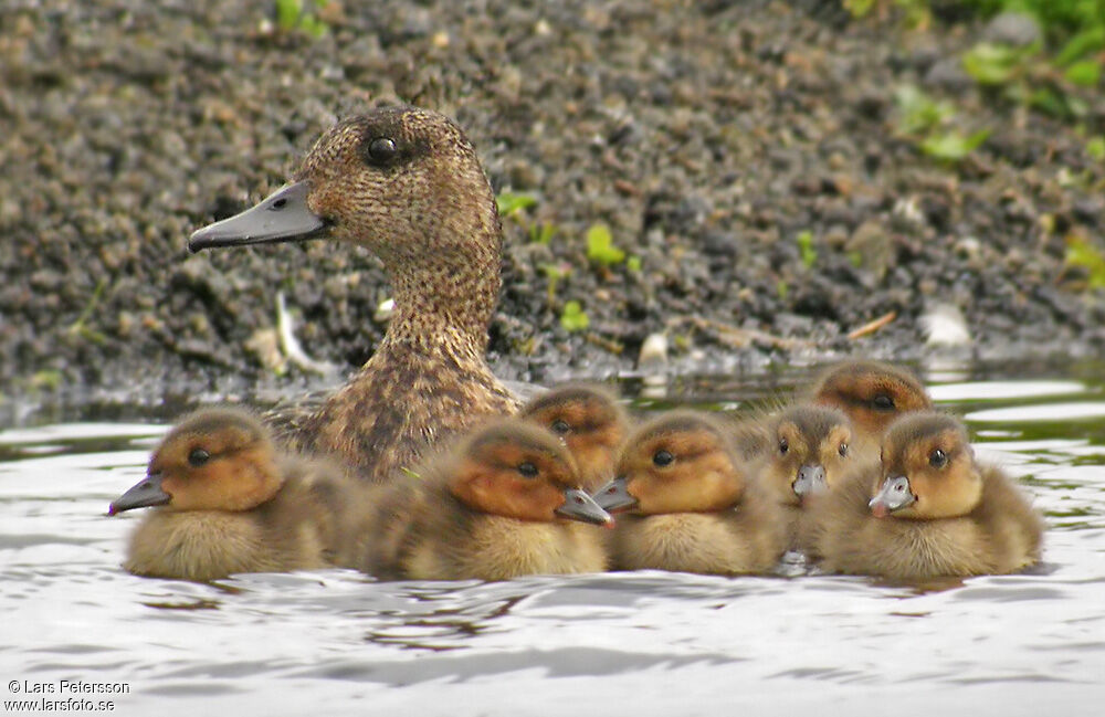 Canard siffleur