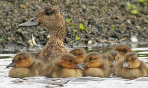 Eurasian Wigeon