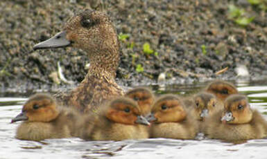 Canard siffleur