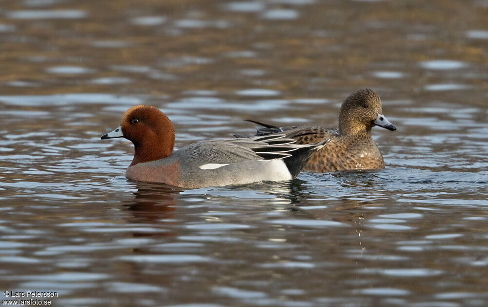 Canard siffleur