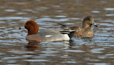 Canard siffleur