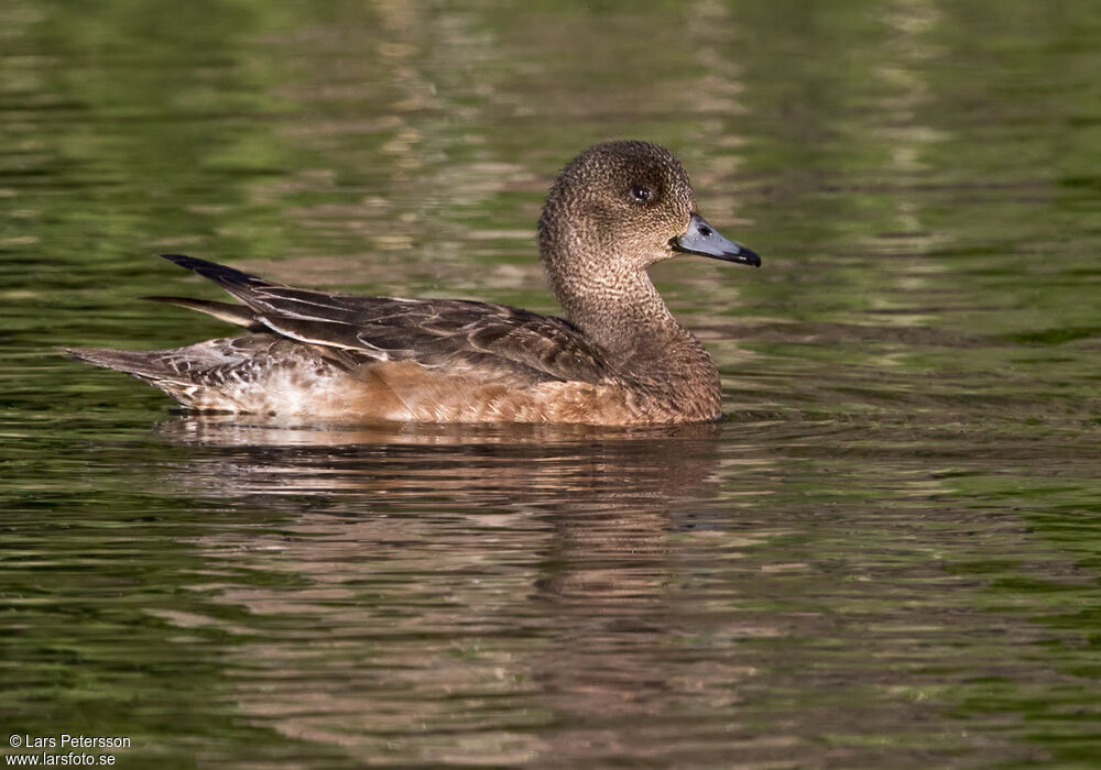 Canard siffleur