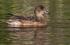 Canard siffleur