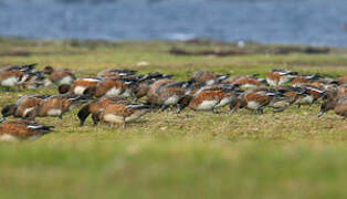 Eurasian Wigeon