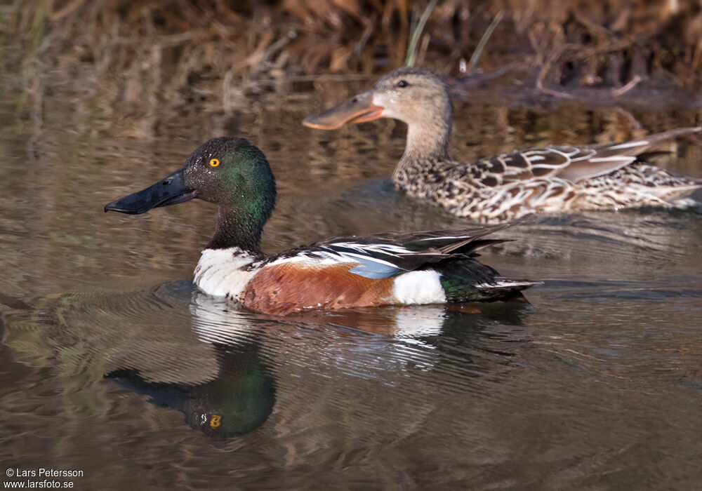 Canard souchet