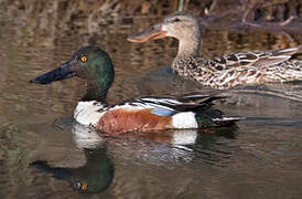 Northern Shoveler