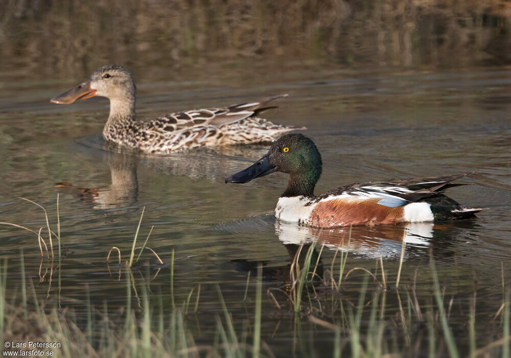 Canard souchet