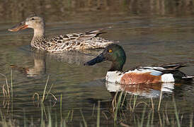 Canard souchet