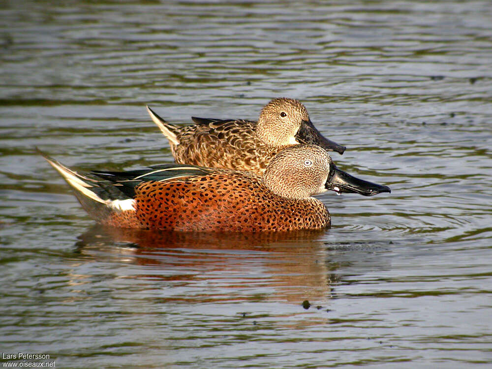 Red Shoveler male adult, identification