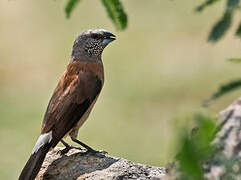 Grey-headed Silverbill