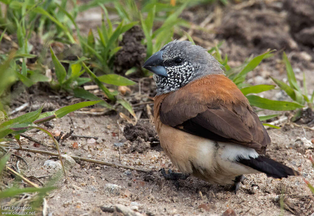 Grey-headed Silverbilladult, habitat, pigmentation, eats