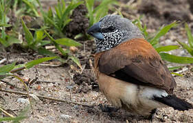 Grey-headed Silverbill