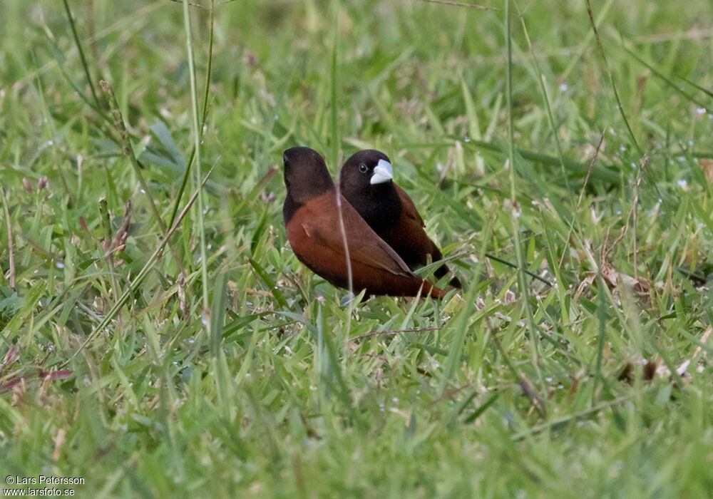 Chestnut Munia