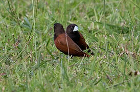 Chestnut Munia