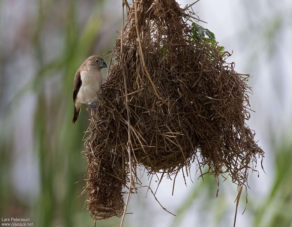 African Silverbilladult, Reproduction-nesting