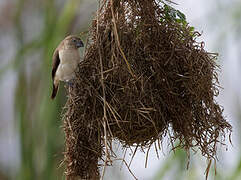 African Silverbill