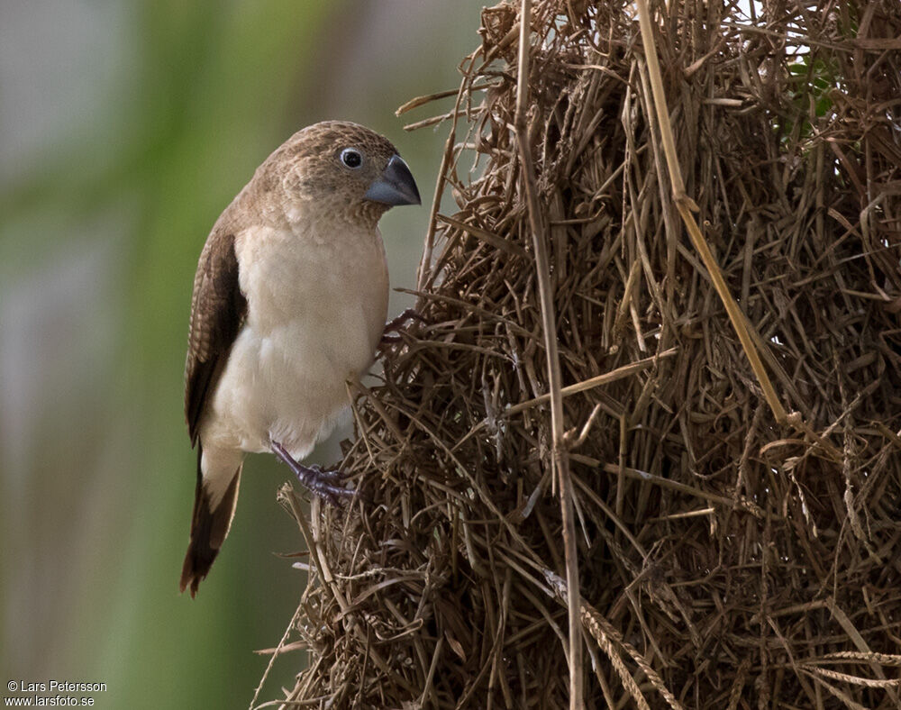 African Silverbill