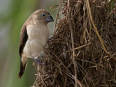 African Silverbill