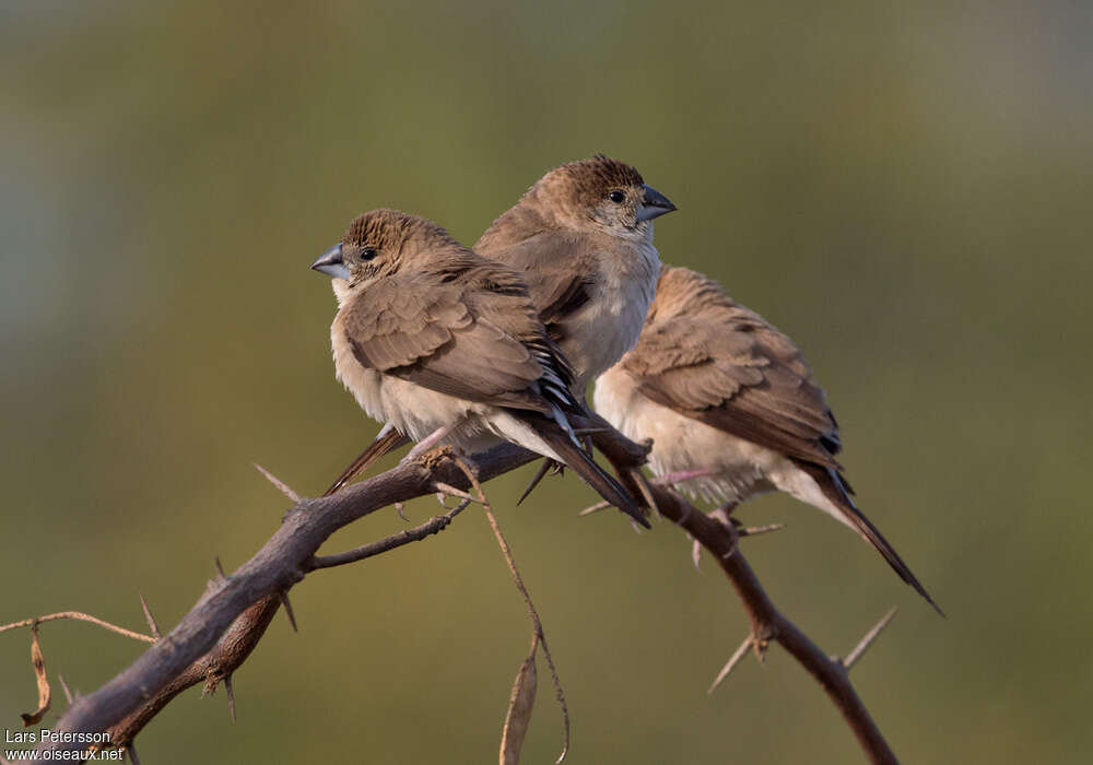 Indian Silverbill, pigmentation, Behaviour