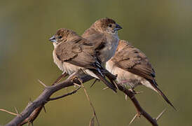 Indian Silverbill