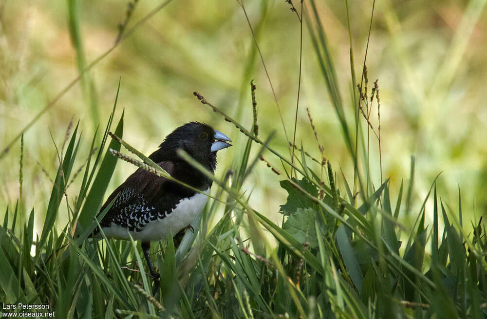 Black-and-white Mannikinadult, feeding habits