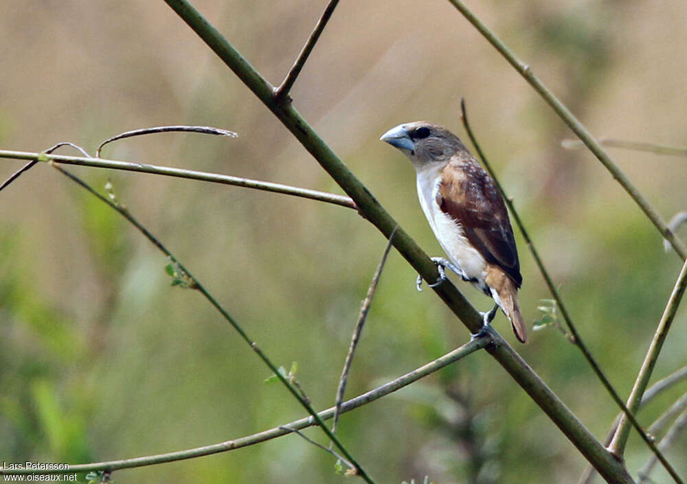 Five-colored Munia