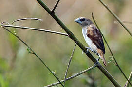 Five-colored Munia